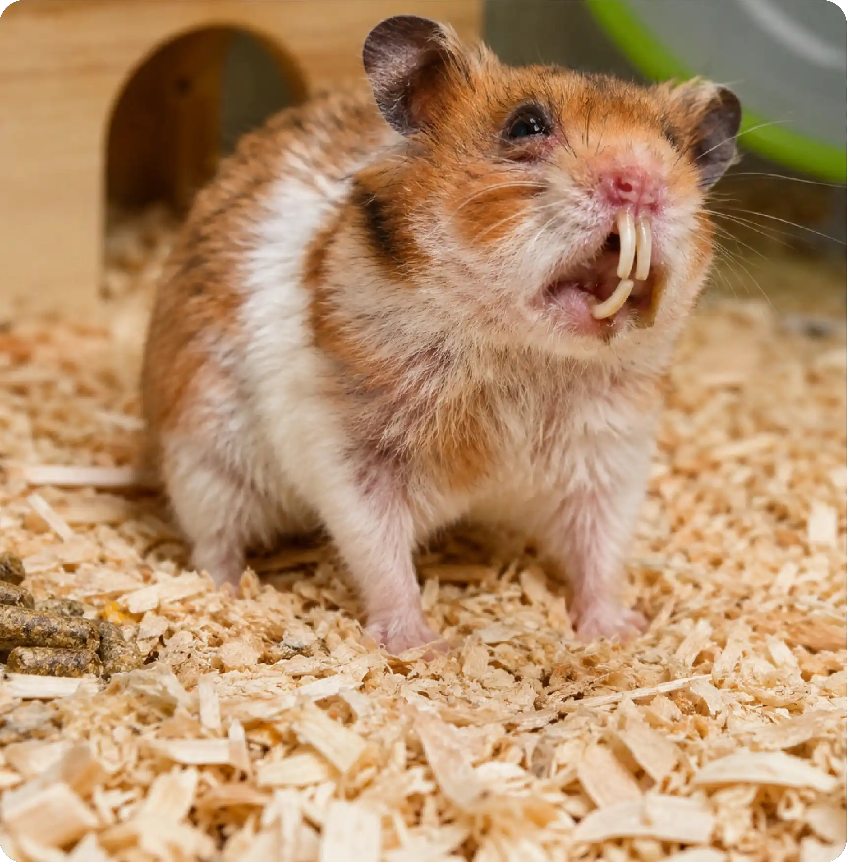 Dental Disease and Malocclusion